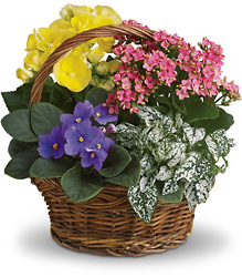 Spring Has Sprung Mixed Basket Davis Floral Clayton Indiana from Davis Floral